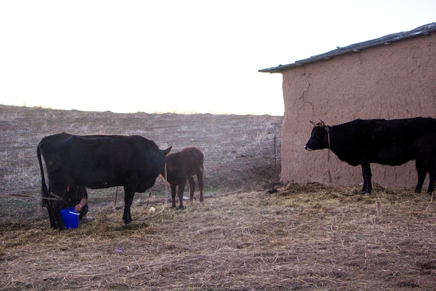 Las vacas en el pueblo dan leche.