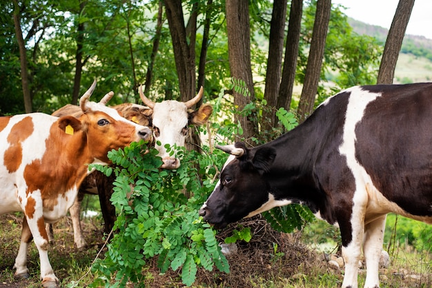 Vacas que pastam na colina no campo, perto da floresta