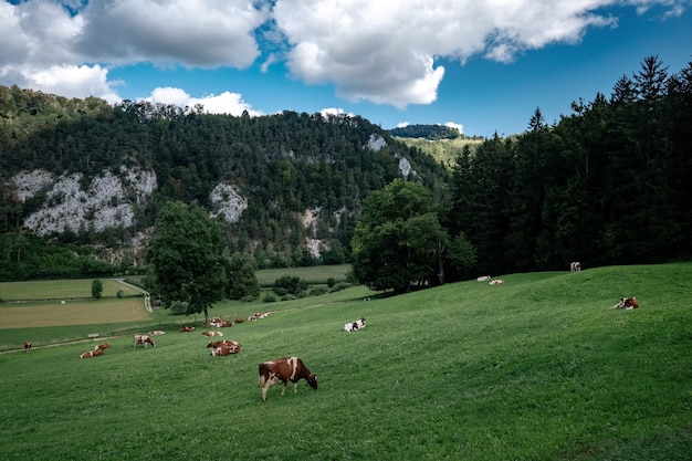 Vacas que pastan en los alpes del tirol