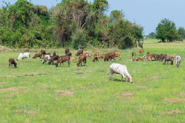 Vacas que pastan en la granja con campo verde en un buen día