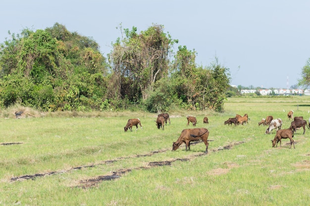 Vacas que pastan en la granja con campo verde en un buen día