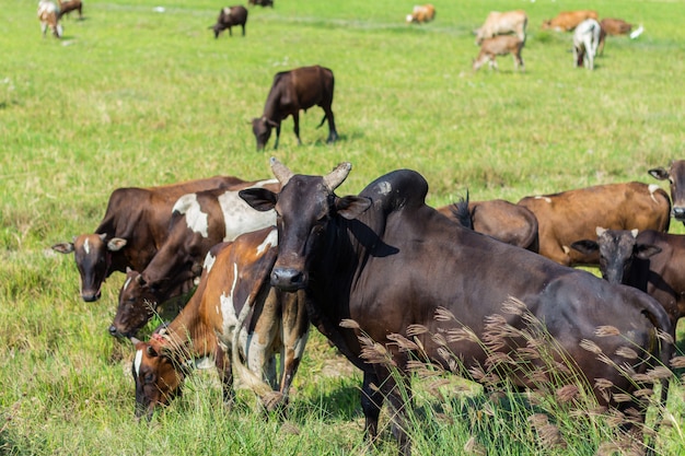 Vacas que pastan en la granja con campo verde en días de buen tiempo