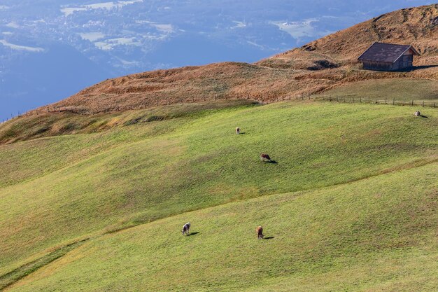 Las vacas que pastan en un prado de las tierras altas de la meseta de Seiser Alm Tirol del Sur Italia