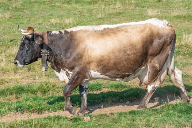 Las vacas de raza Vosges descienden de la montaña para ir a ordeñar