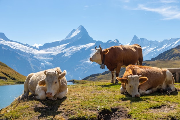 Foto vacas relajándose en un campo suizo en el lago bachalpsee, cerca de grindelwald, en suiza.