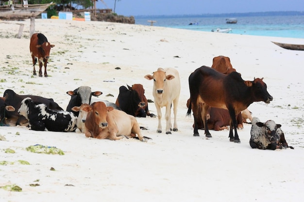 Foto vacas relaxando na praia de areia