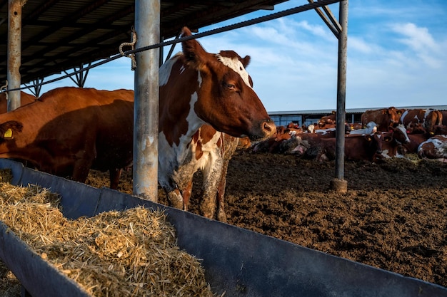 Vacas rojas y blancas en una granja de ganado de feedlot