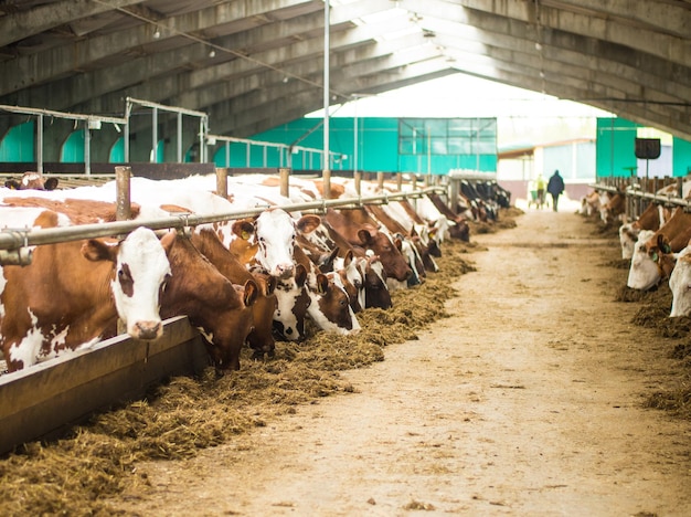 Las vacas rojas en el granero comen heno.