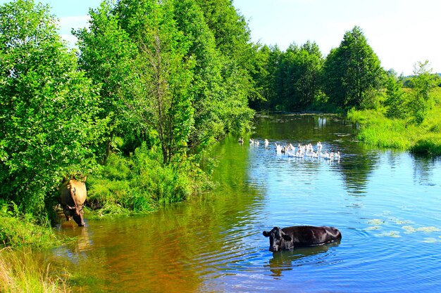 vacas rurais bebem água no rio