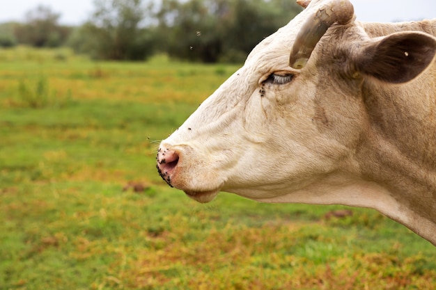 Las vacas rurales pastan en el prado verde. vida rural. animales país agrícola