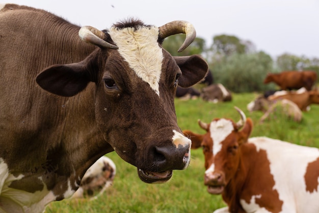 Las vacas rurales pastan en un prado verde. Vida rural. Animales país agrícola