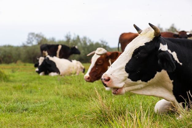 Las vacas rurales pastan en un prado verde. Vida rural. Animales país agrícola