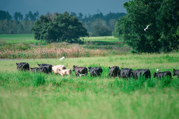 Las vacas rurales pastan en un prado verde Vida rural Animales país agrícola