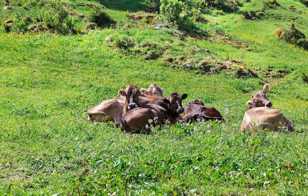 Vacas sobre hierba verde en los Alpes de Suiza