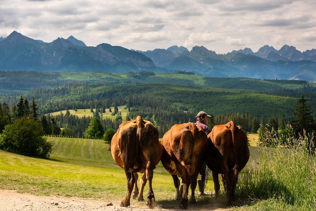 Las vacas son llevadas a pastar en la región de Podhale en Polonia