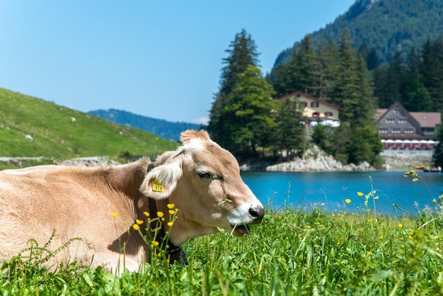 Vacas suizas en las montañas alpinas