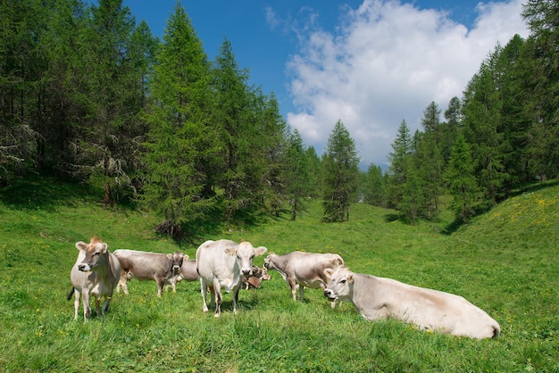 Vacas suizas pastando en un prado en el bosque