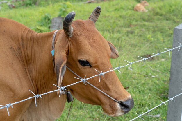 Vacas tailandesas en el corral Esperan a que la matanza se venda en Tailandia, carne de res cruda, cara de vaca