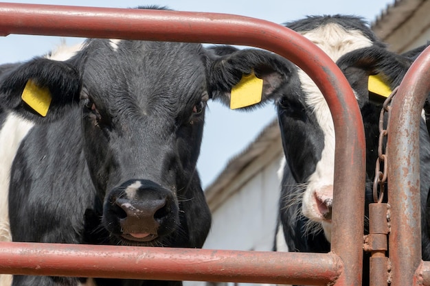 Vacas y terneros en la granja o en el prado Producción de leche o carne de vacuno Ganadería moderna Los rostros de las vacas se acercan