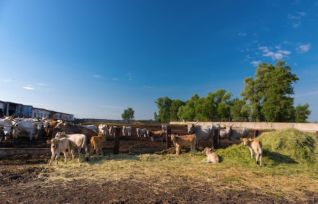 Vacas y terneros jóvenes en la granja contra el fondo del cielo