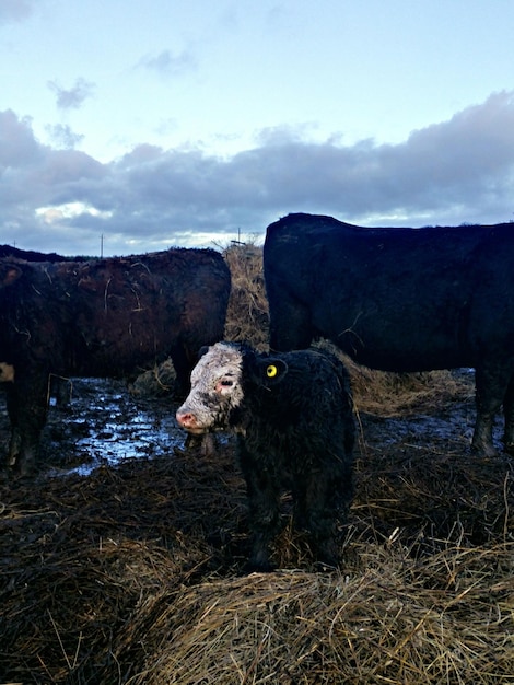 Foto vacas y terneros de pie en un campo desordenado contra el cielo