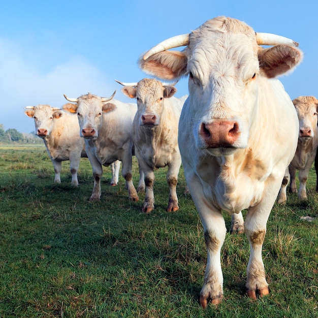 Vacas en una tierra de cultivo en otoño