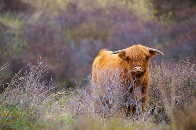 Vacas de las tierras altas escocesas en el campo toro con cuernos en un abrigo peludo de jengibre de pasto