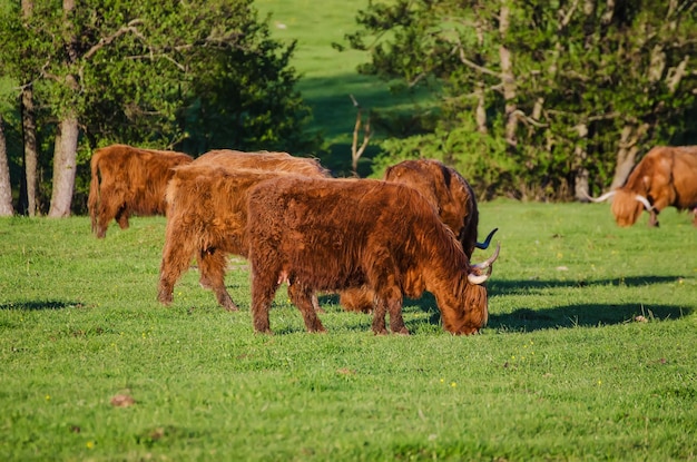 Vacas de las tierras altas de Escocia