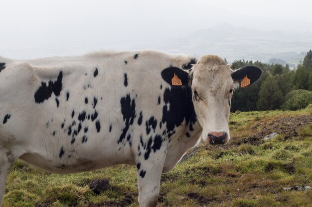 Vacas típicas de las Azores.