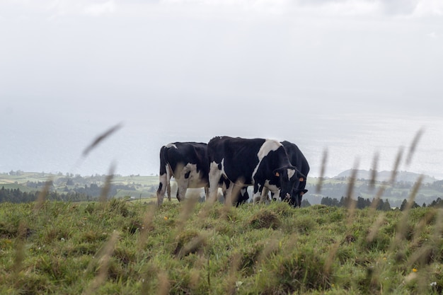 Vacas típicas dos Açores