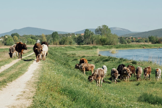 Vacas de tiro largo comiendo hierba junto al lago