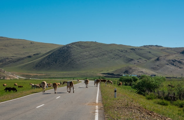 Las vacas tomaron todo el camino. La vaca sigue el camino