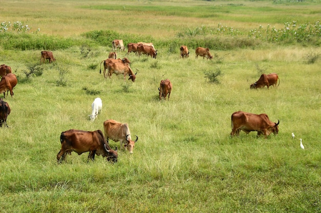 Las vacas y los toros pastan en un exuberante campo de hierba