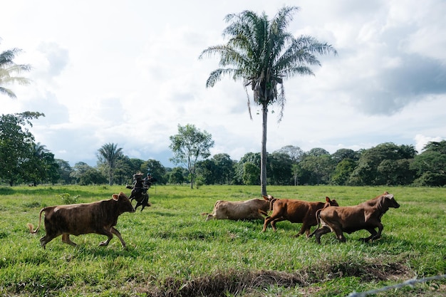 Vacas toros y terneros en el llano colombiano en labores agrícolas