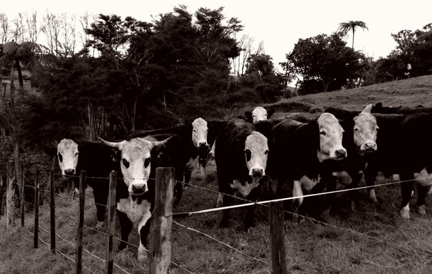 Foto vacas por la valla en el campo