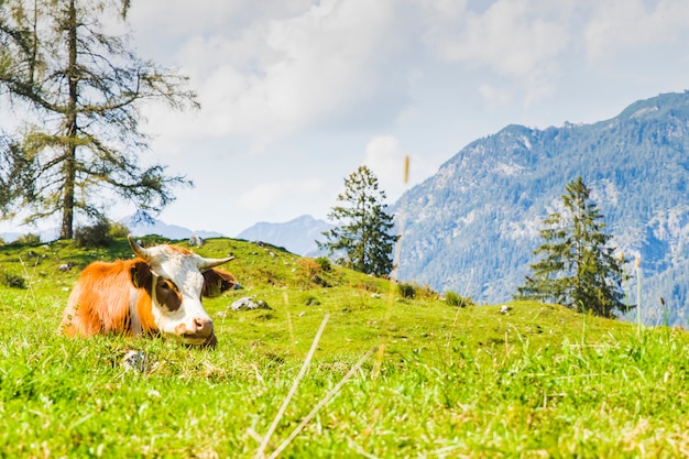 Vacas en las verdes praderas de los alpes.