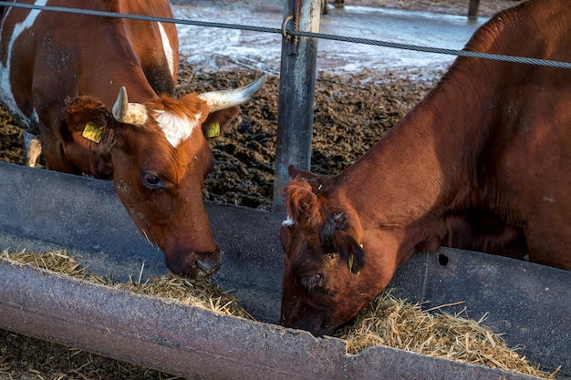 Vacas vermelhas e brancas em uma fazenda de gado confinado