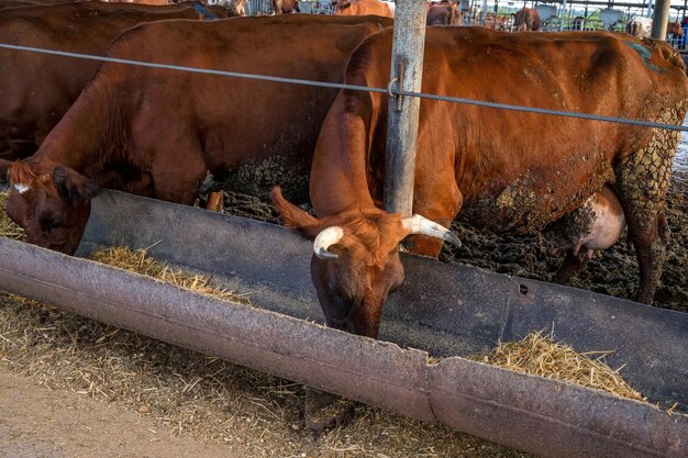 Vacas vermelhas e brancas em uma fazenda de gado confinado