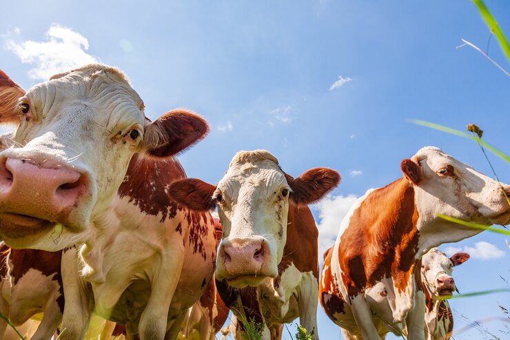 Vacas vermelhas no pasto verde olhando