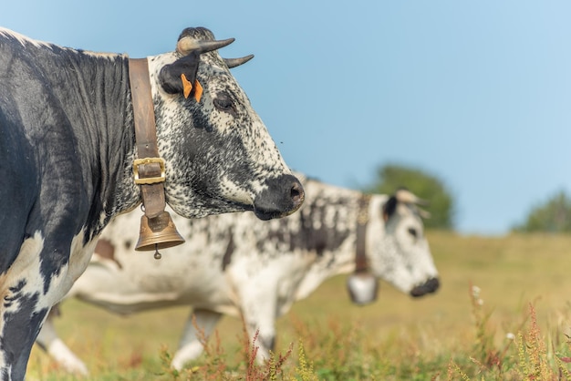 Las vacas de los Vosgos crían potrait en pastos en la montaña