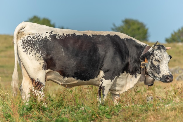 Las vacas de los Vosgos crían potrait en pastos en la montaña