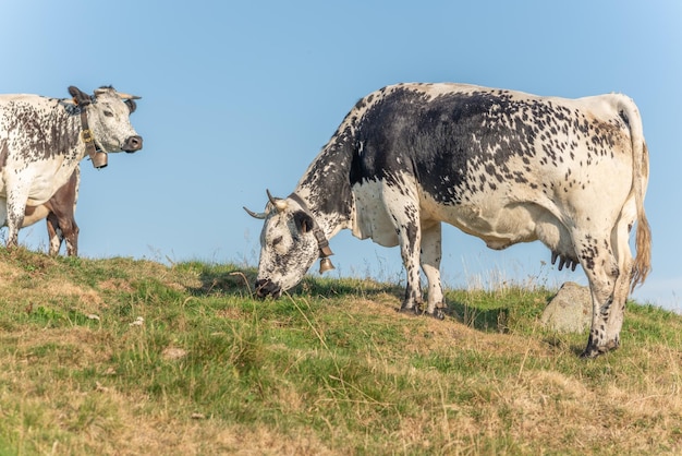 Las vacas de los Vosgos se reproducen en pastos en la montaña