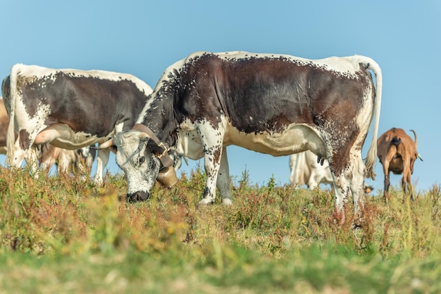 Las vacas de los Vosgos se reproducen en pastos en la montaña