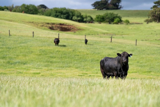 Foto las vacas wagyu australianas pastando en un campo en el pasto de cerca de una vaca angus negra comiendo hierba en un paddock en primavera en australia