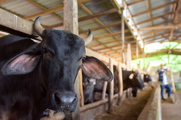 Las vacas Wagyu fueron criadas en granjas industriales.