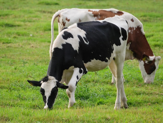 Foto vacas en westfalia