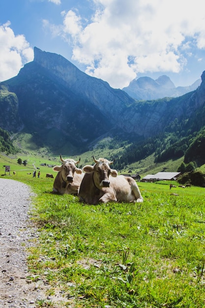 Vacas XDxASwiss en un pasto en las montañas