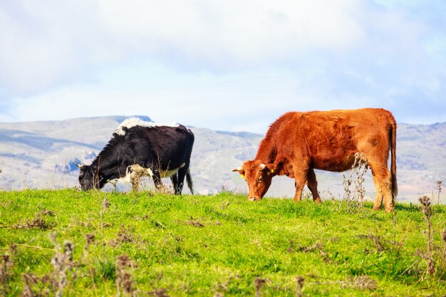 Vacas