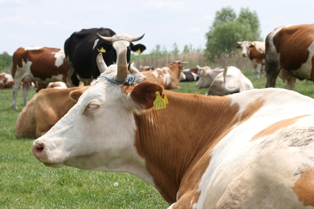 Foto las vacas