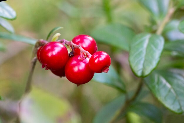 Vaccinium vitis-idaea lingonberry, partridgeberry ou cowberry. lingonberry selvagem fresco na floresta.